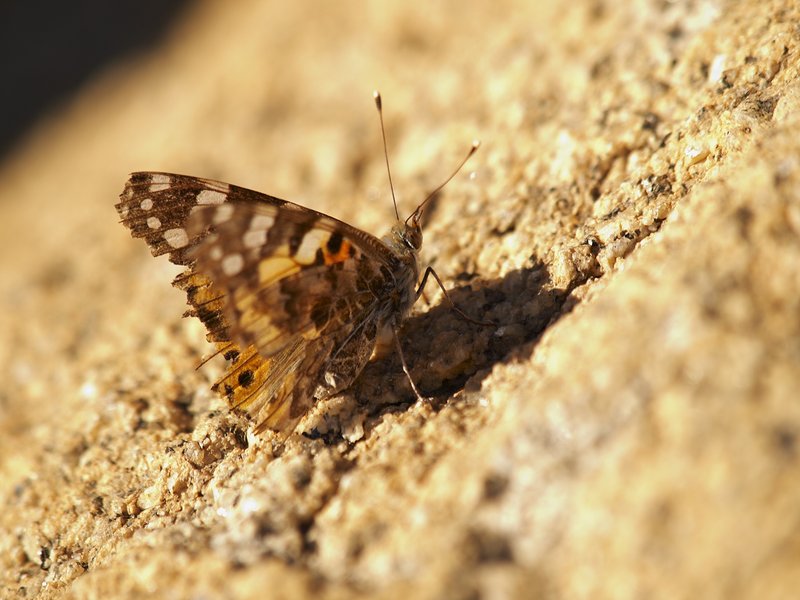 Windhoek, Butterfly